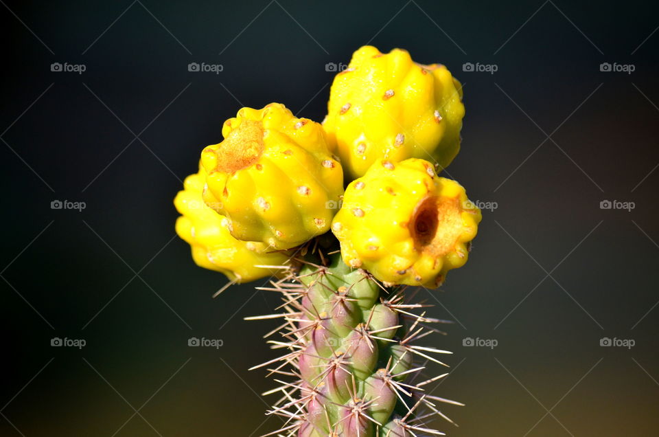 Cactus