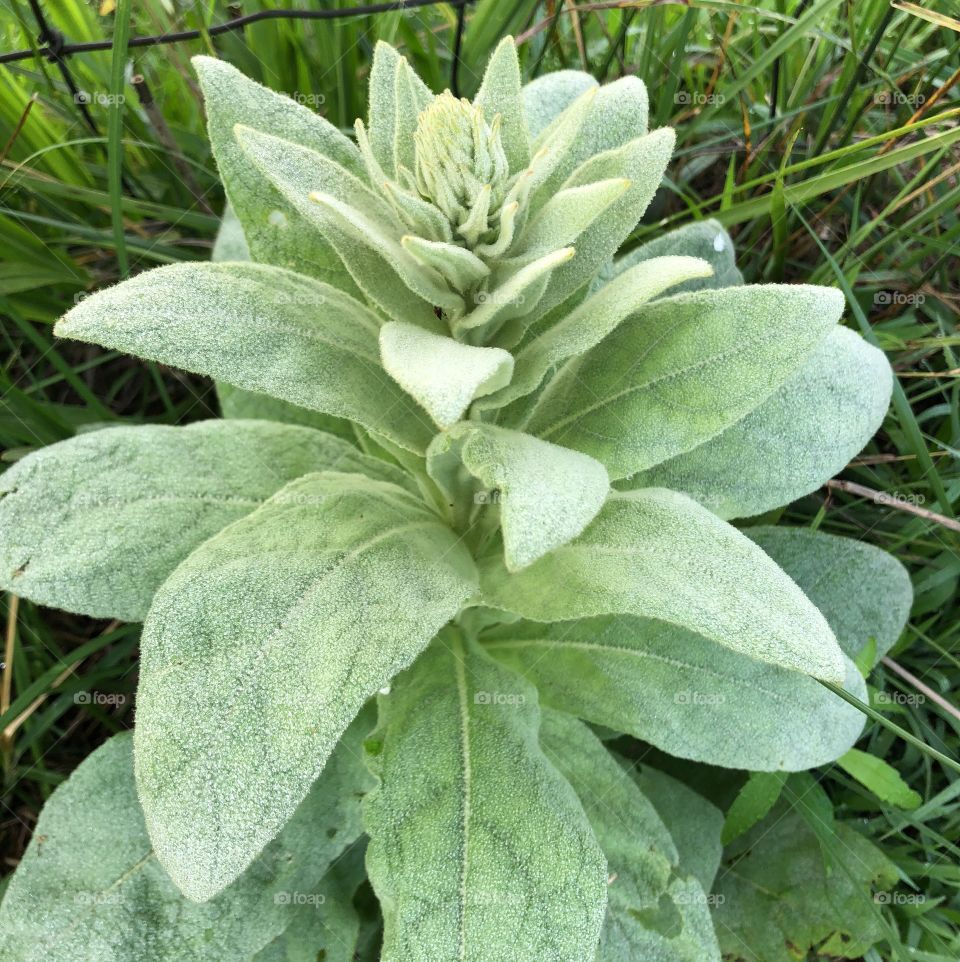 Woolly lambs ear. 