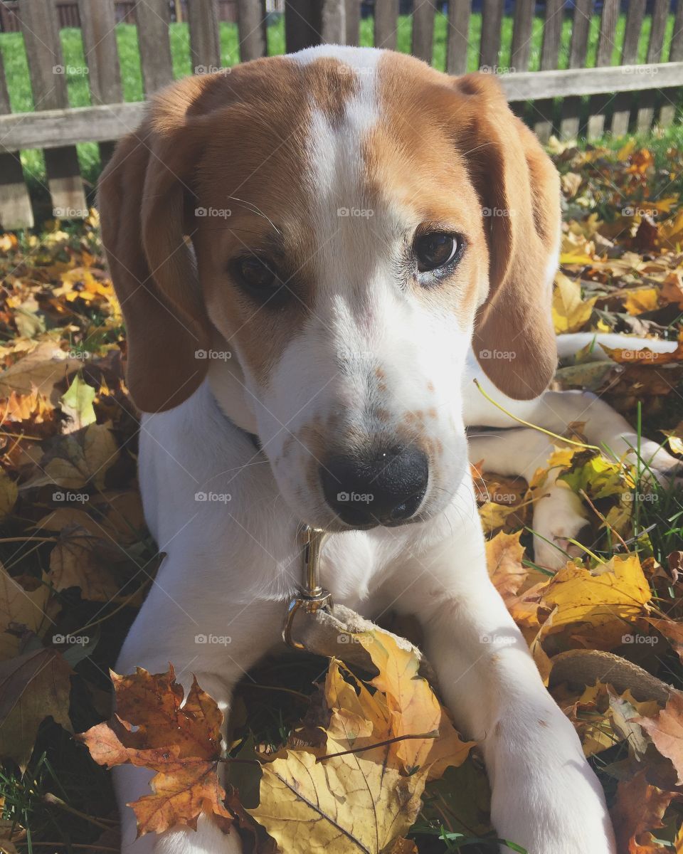 Puppy in the fall leaves.