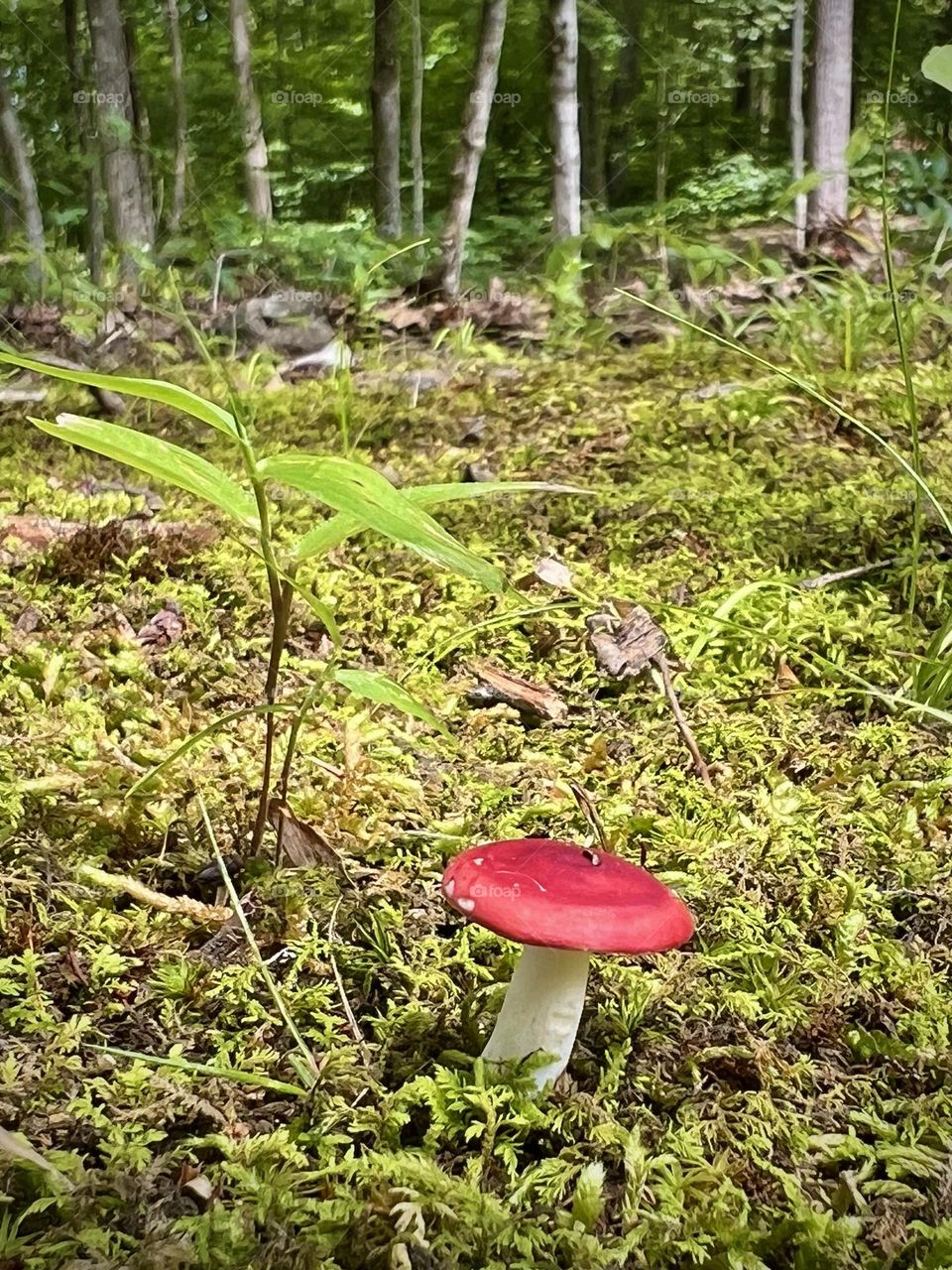 A cute little red and white mushroom 