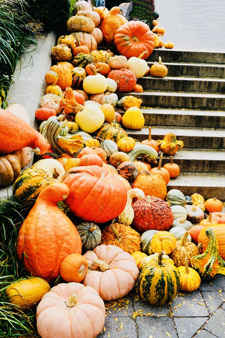 A plethora of pumpkins cascade down the steps of the Haupt Conservatory at NYBG. A variety of shapes and sizes, with colors of  every tint of orange, ghostly white, sage green and salmon or stripes.