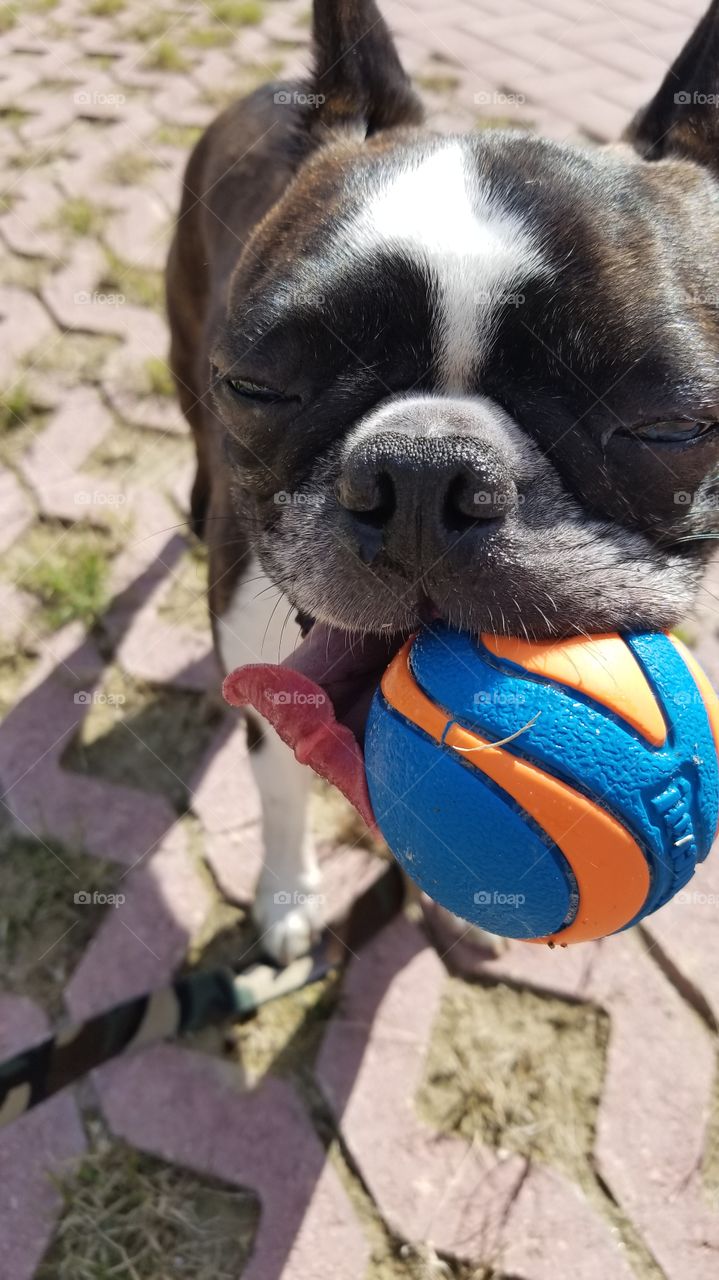 my dog and his ball
