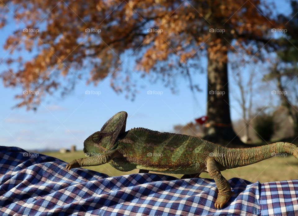 Chameleon in fall 