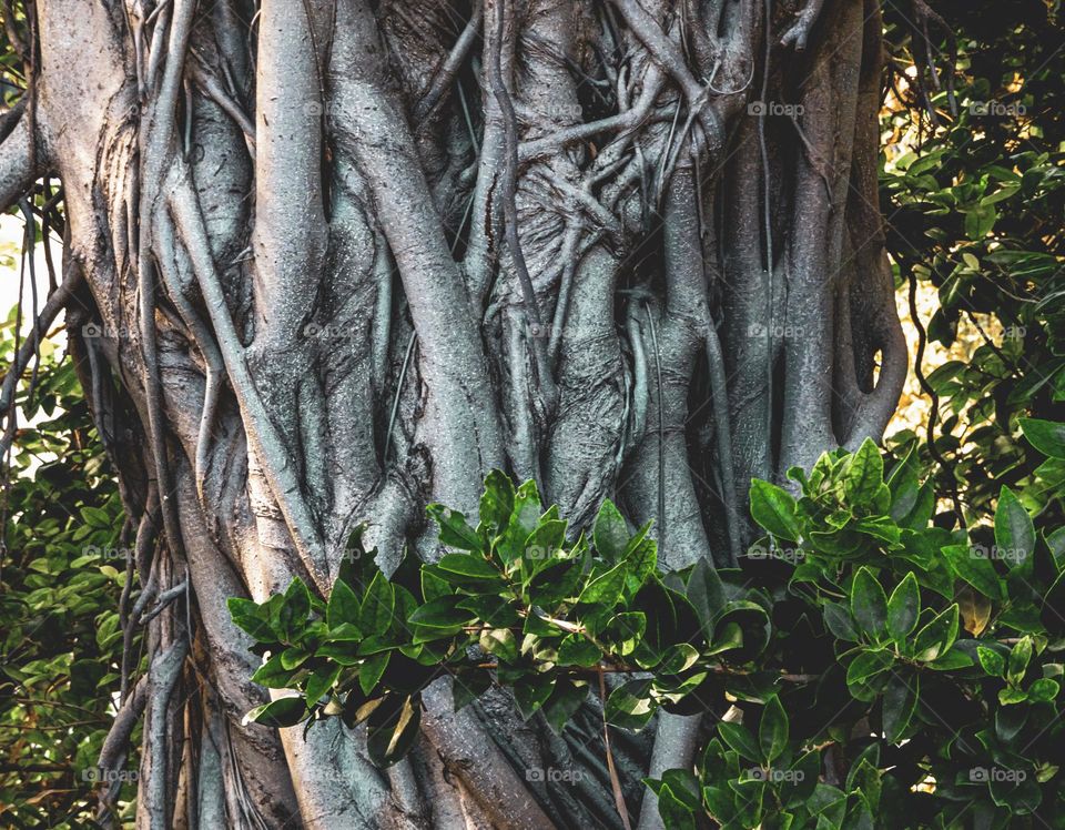 Huge tree trunk and its roots Florida USA