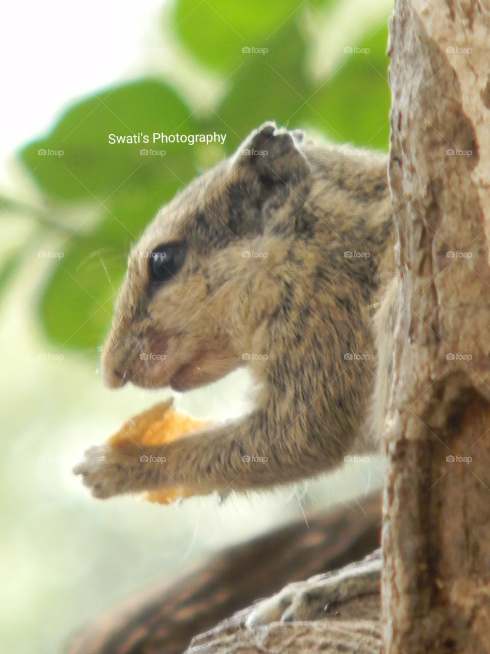 I sware you people will love this cute and hungry squirrel.β¨π Being a nature lover it is not that difficult for me to click such beautiful pictures.πΈ