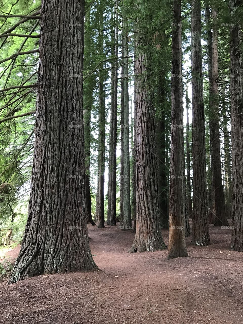 Redwoods in Hamurana Spring Reserve, New Zealand, January 2017