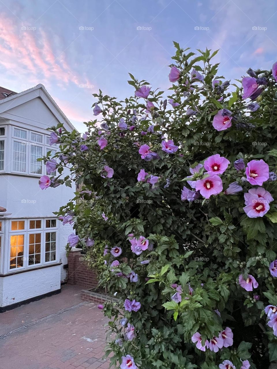 Beautiful bush with pink flowers. Street photo. Pink color.