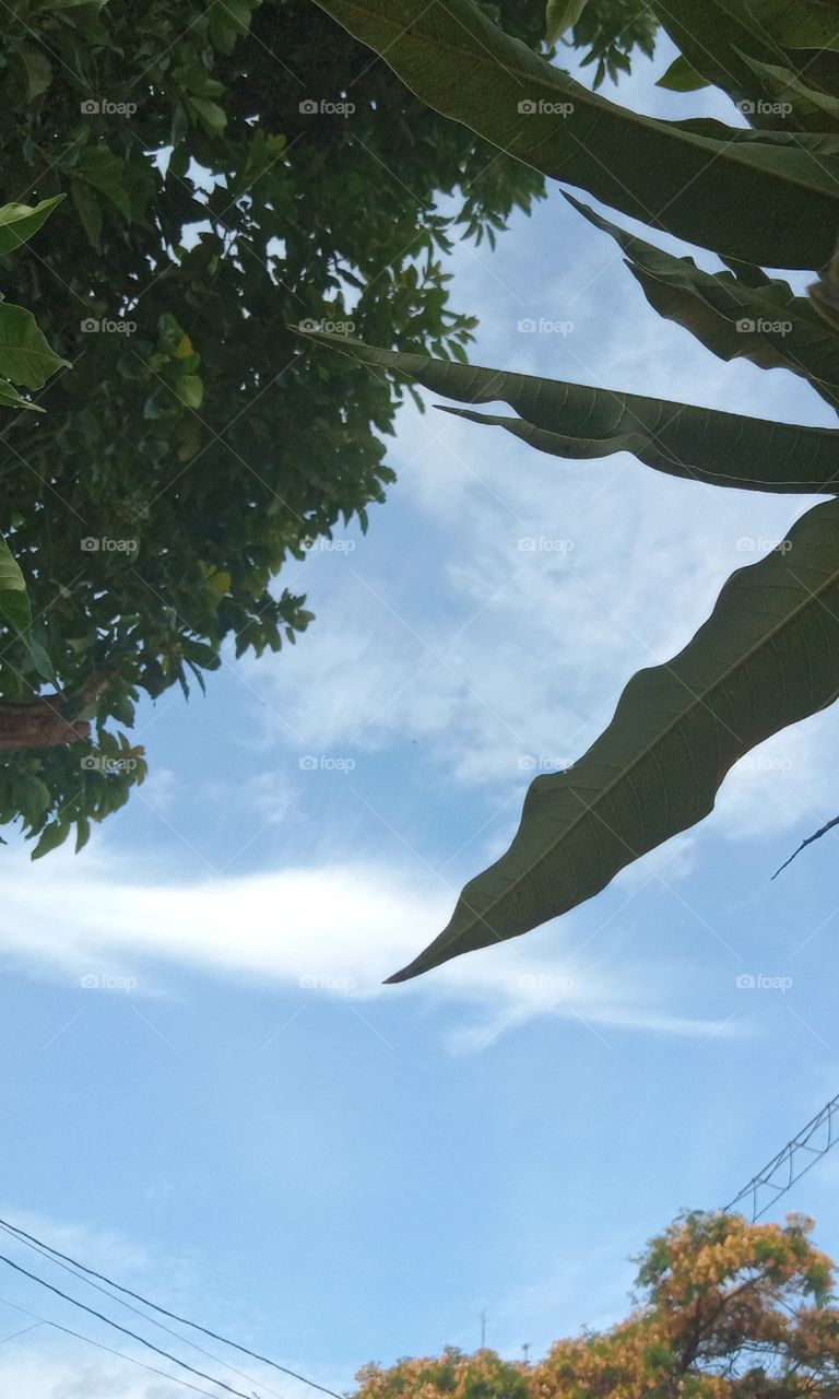 A conversa das árvores