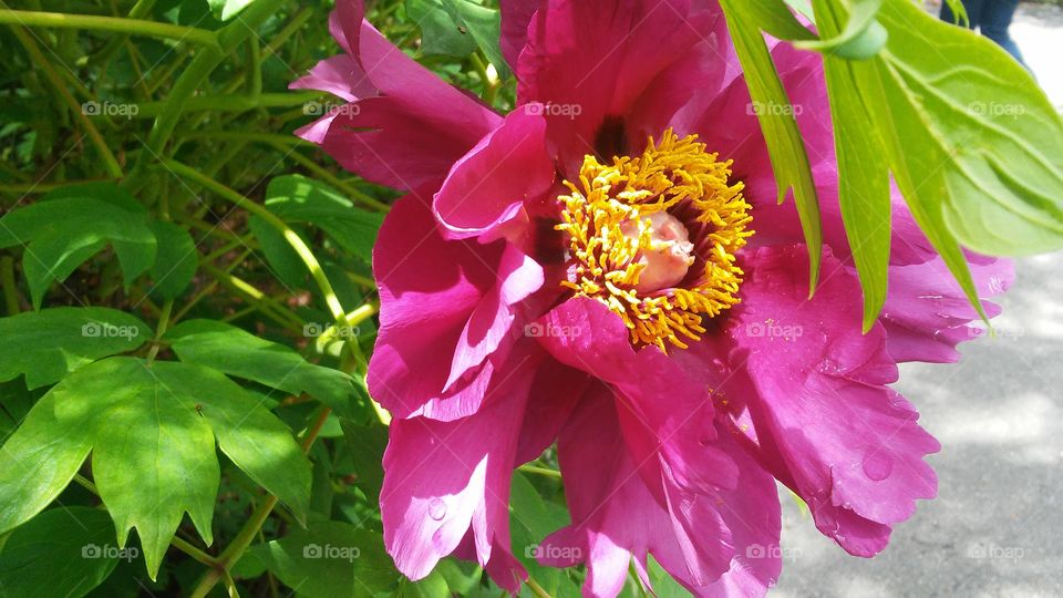 spring. lovely. flowers. nature. beauty. love. summer. happy