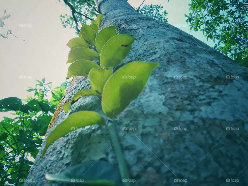 the trees
🍃
