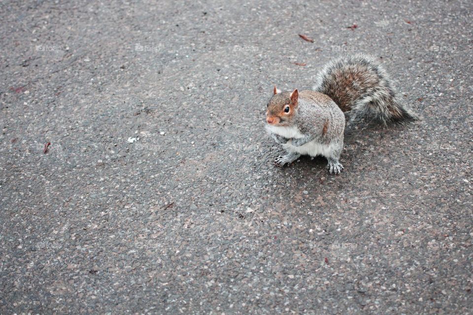cute squirrel