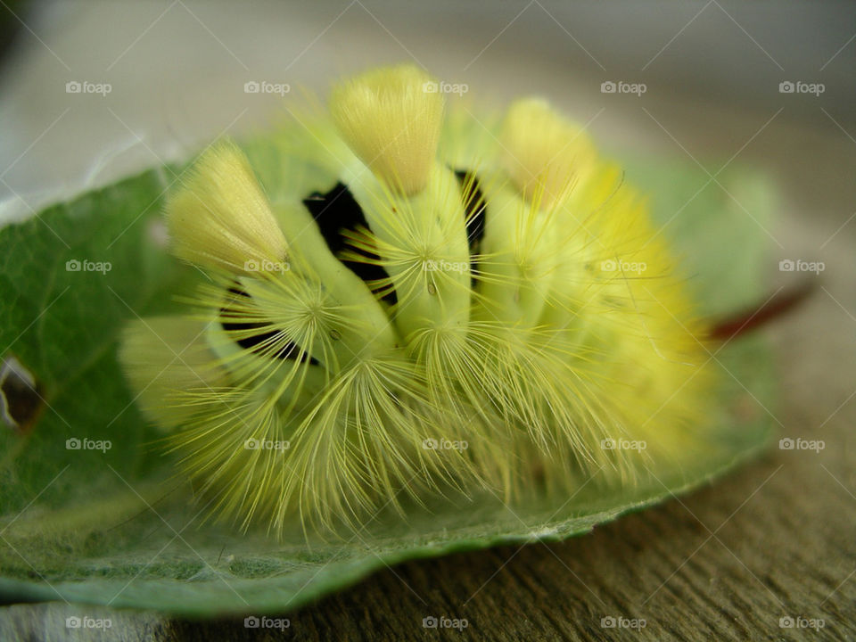 Caterpillar
