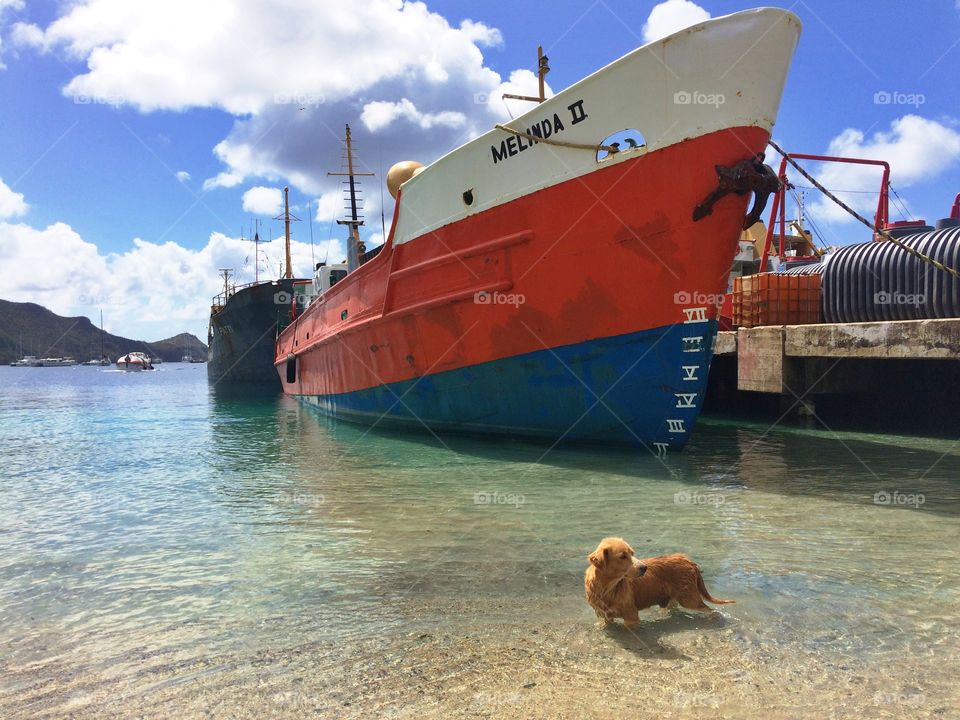 Little dog friend in the harbor 