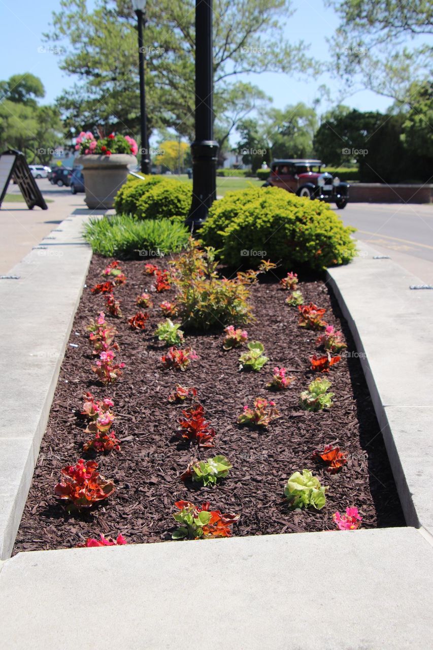 Plants in cement planter in Lorain Ohio