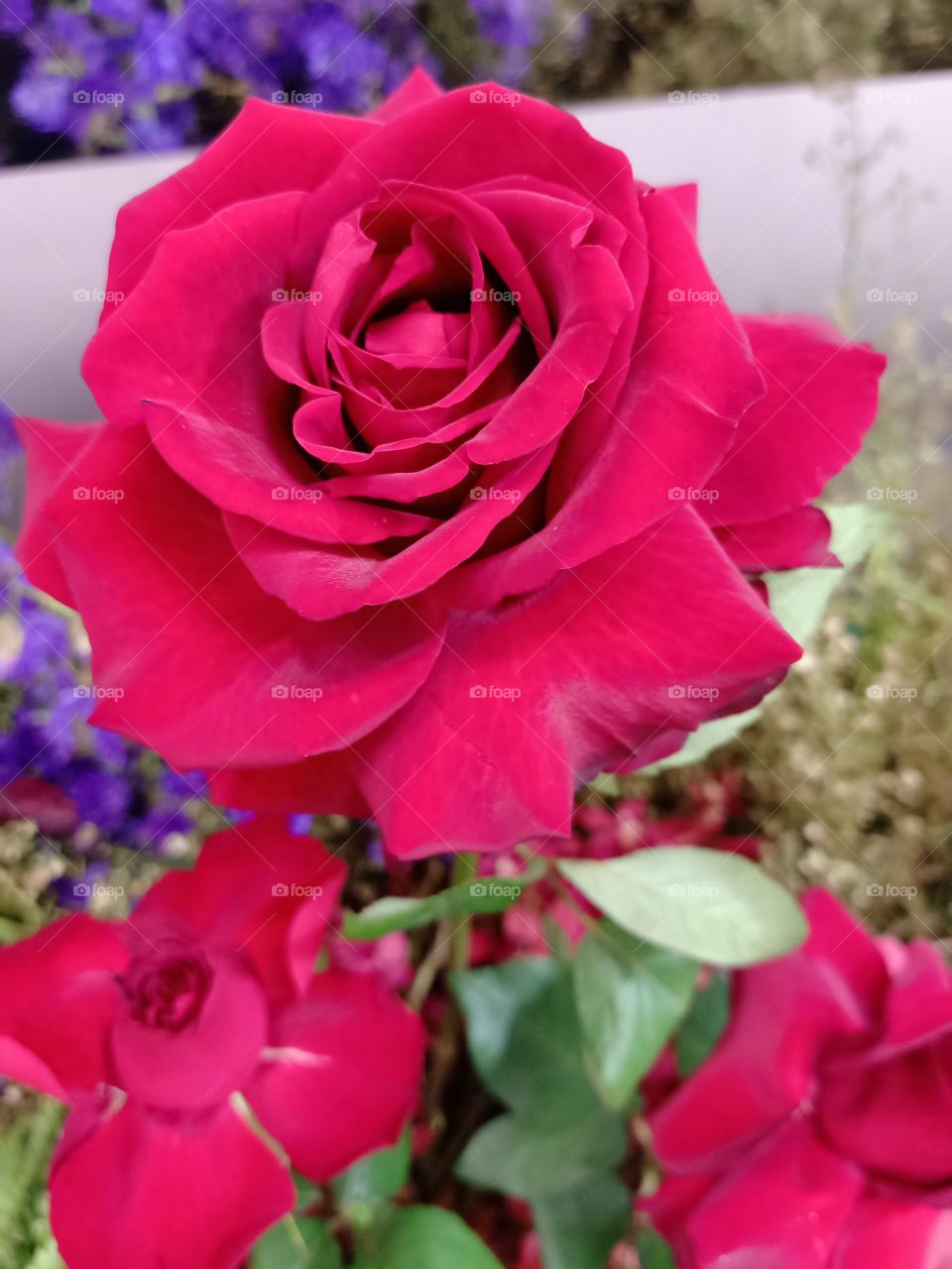 Beautiful red rose