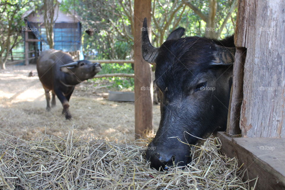 buffalo. Thai buffalo at Jimthomson farm.