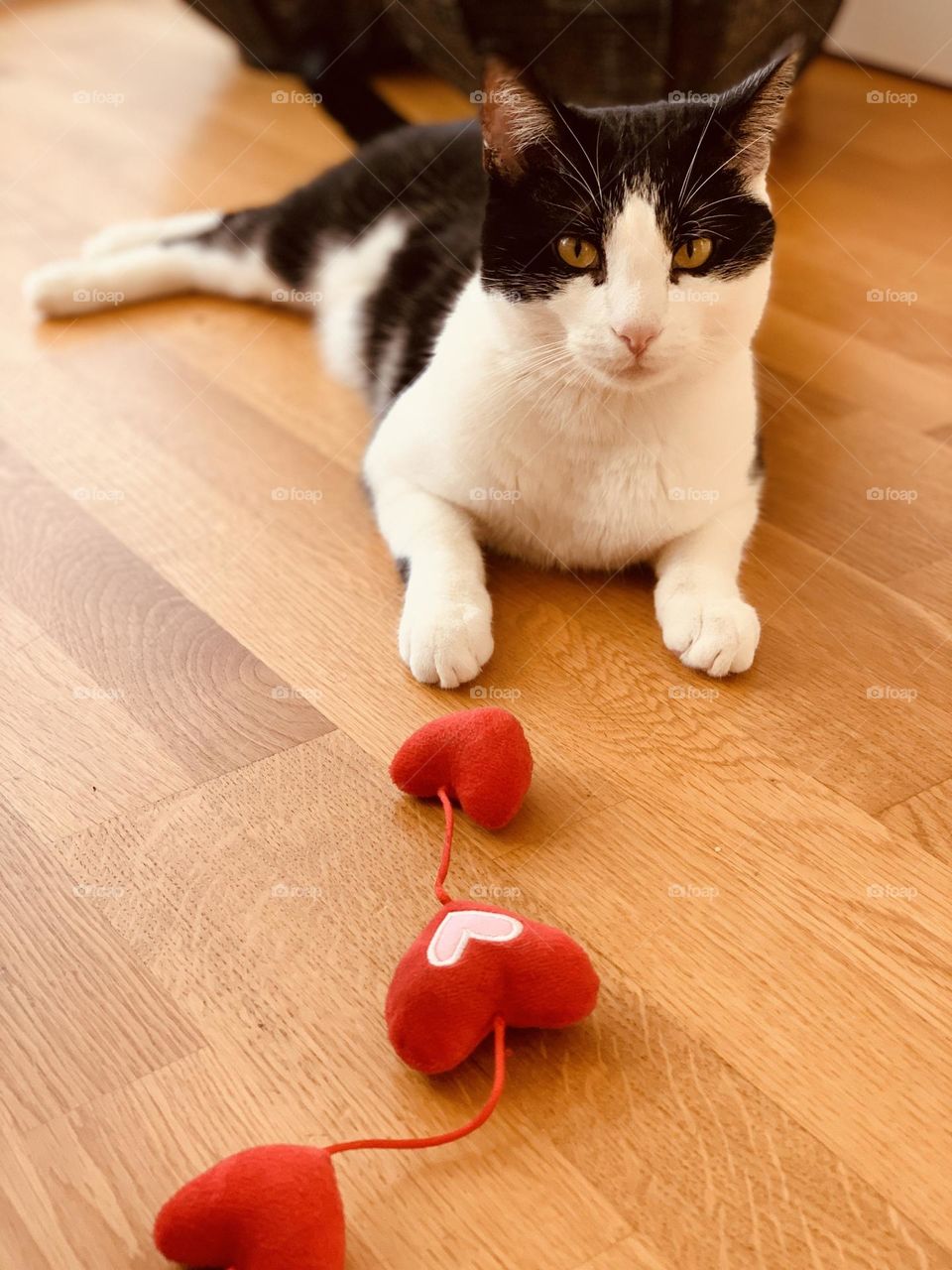 Black and white tuxedo European domestic cat playing with heart shaped toy over parquet flooring and looking at the camera 