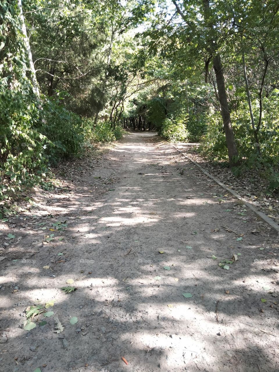 road in a beautiful quiet forest