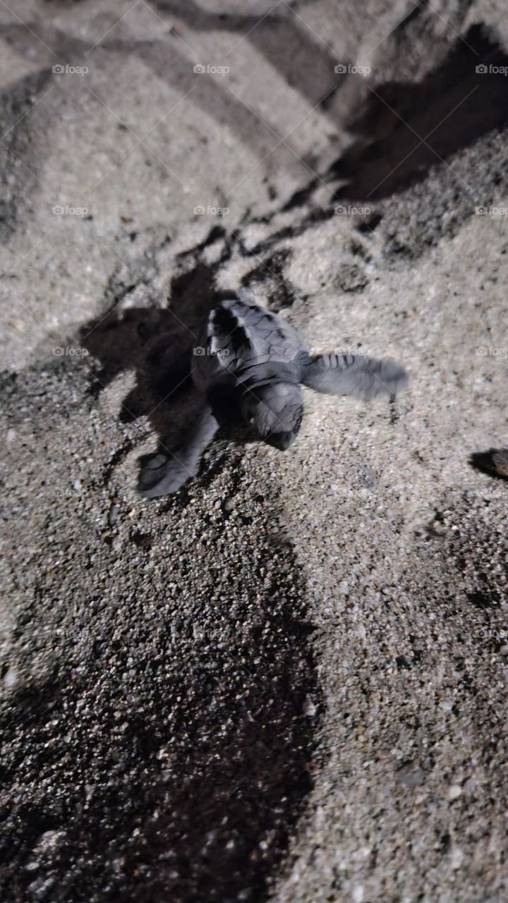 baby turtles, turtles, sea turtles, hatching, hatched, danger, mexico, beach, protected, sea turtle, squirt, crush, finding nemo,