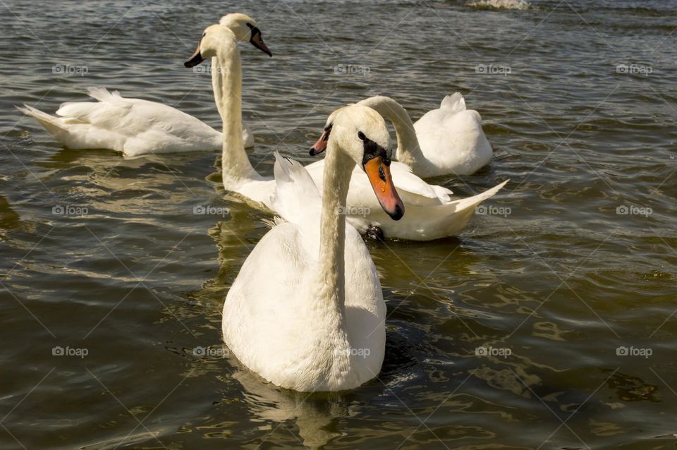 White swans