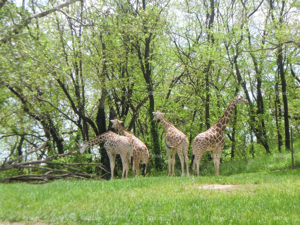 Giraffes in  Bronx Zoo