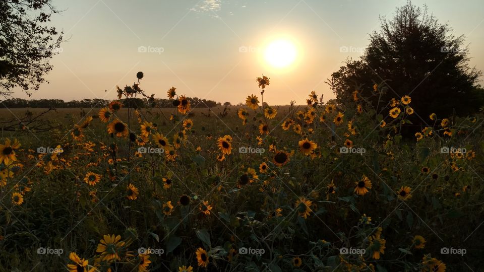 sunflower morning light