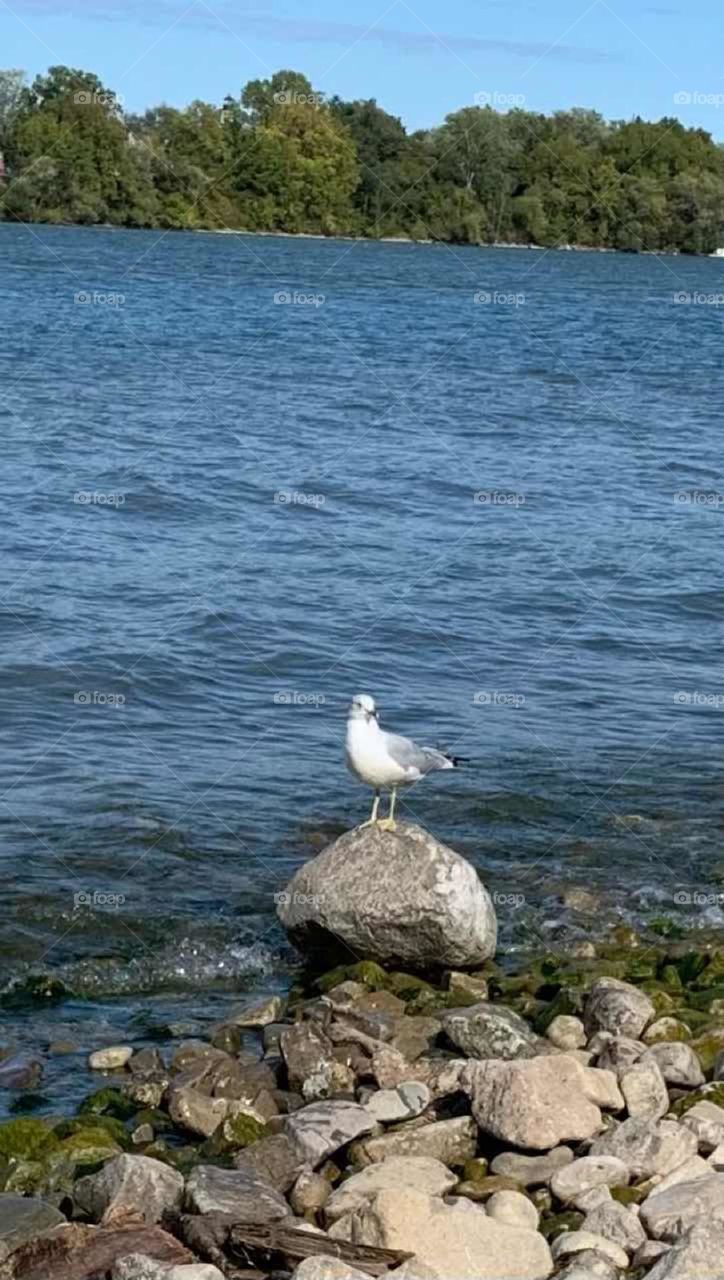 Seagull sitting on a rock at the beach