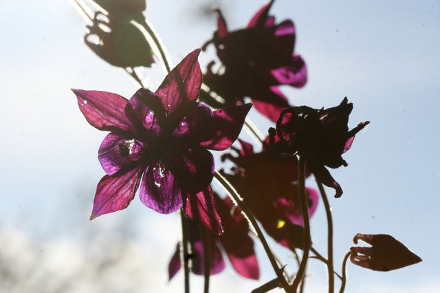 Summer flower