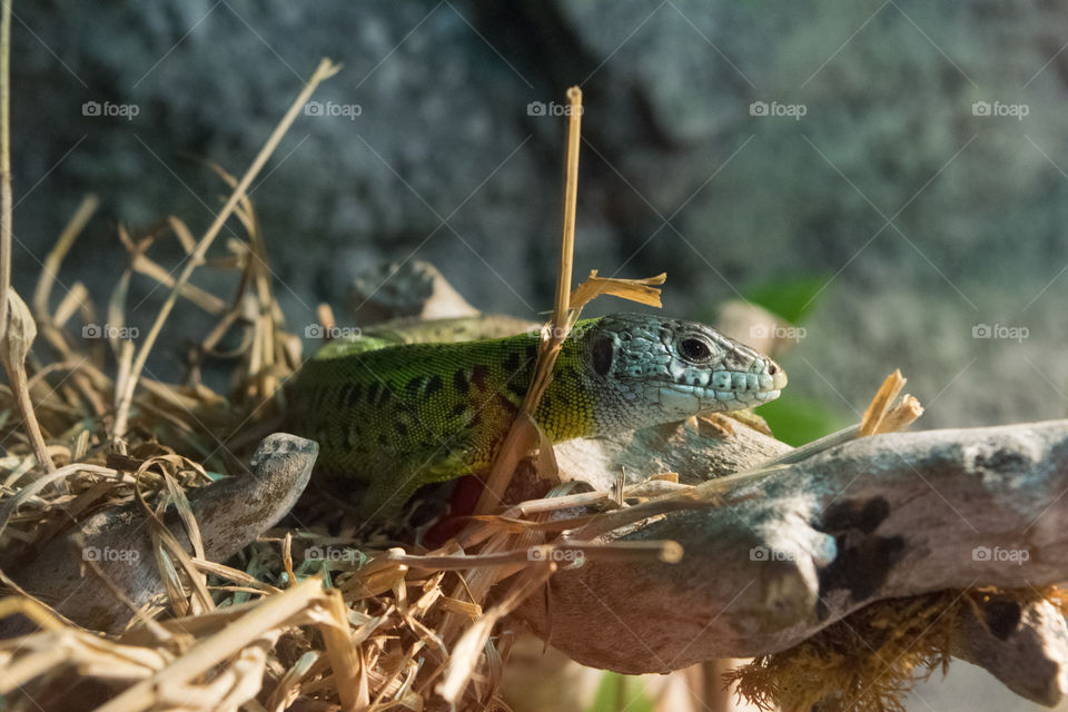 Green lizard. Asturias