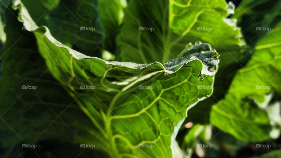 Watet drops on leaf
