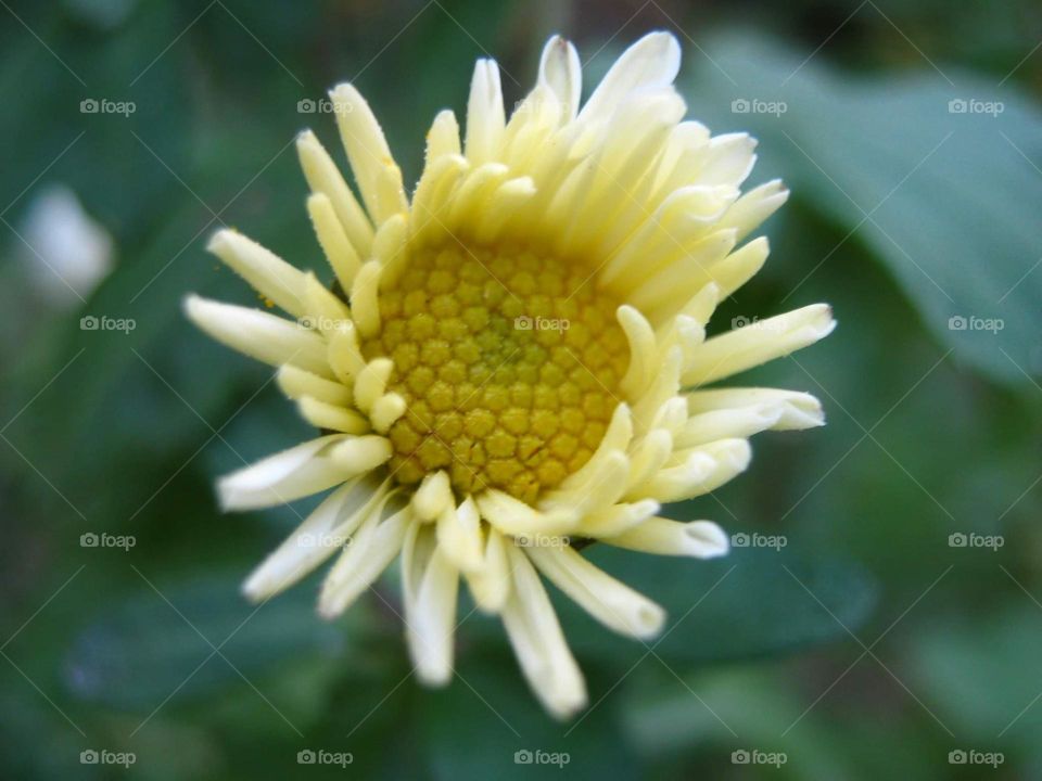 Yellow flower