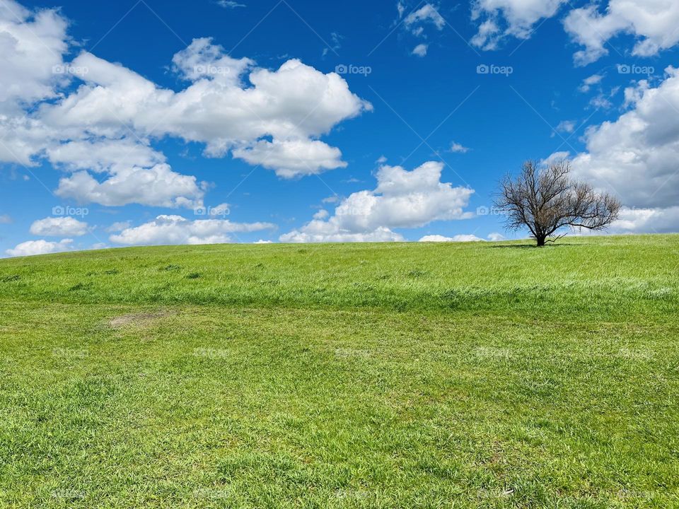 A lonely tree in Summer!