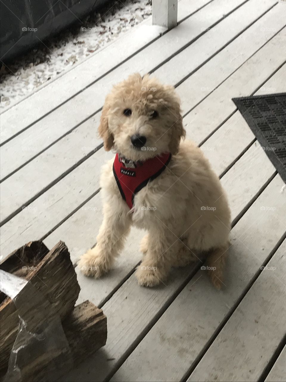 Puppy wants firewood