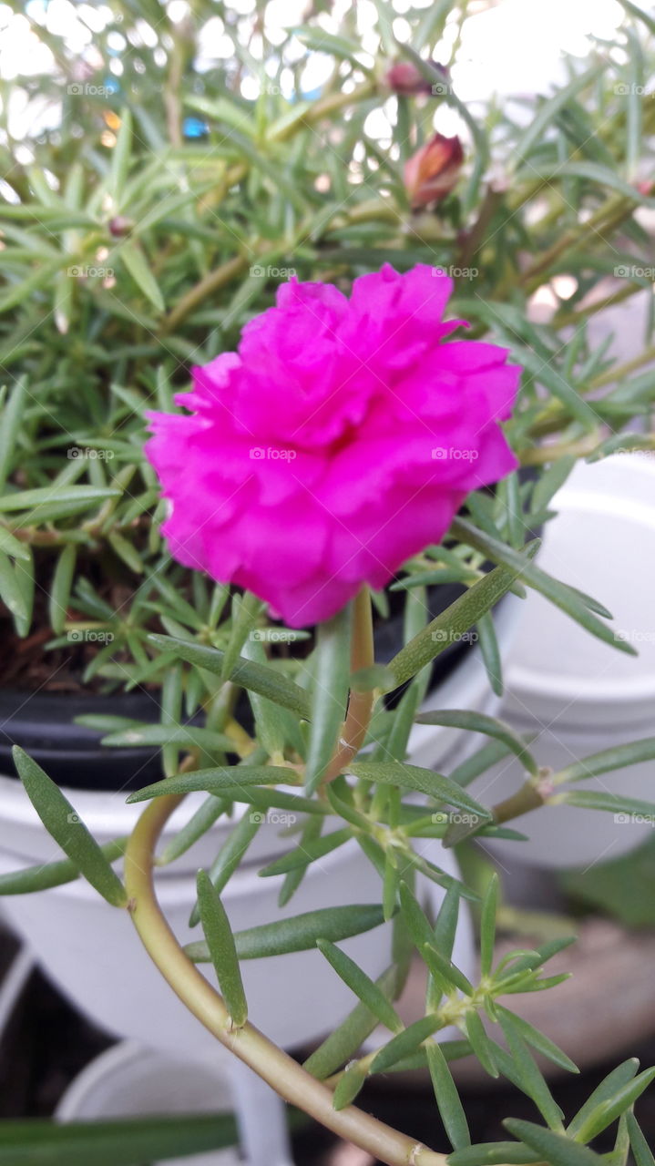 Flower Portulaca oleracea