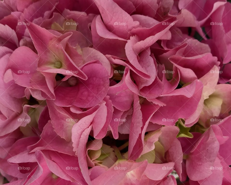 Pink Hydrangea 
