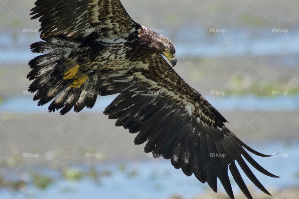 Juvenile eagle in flight