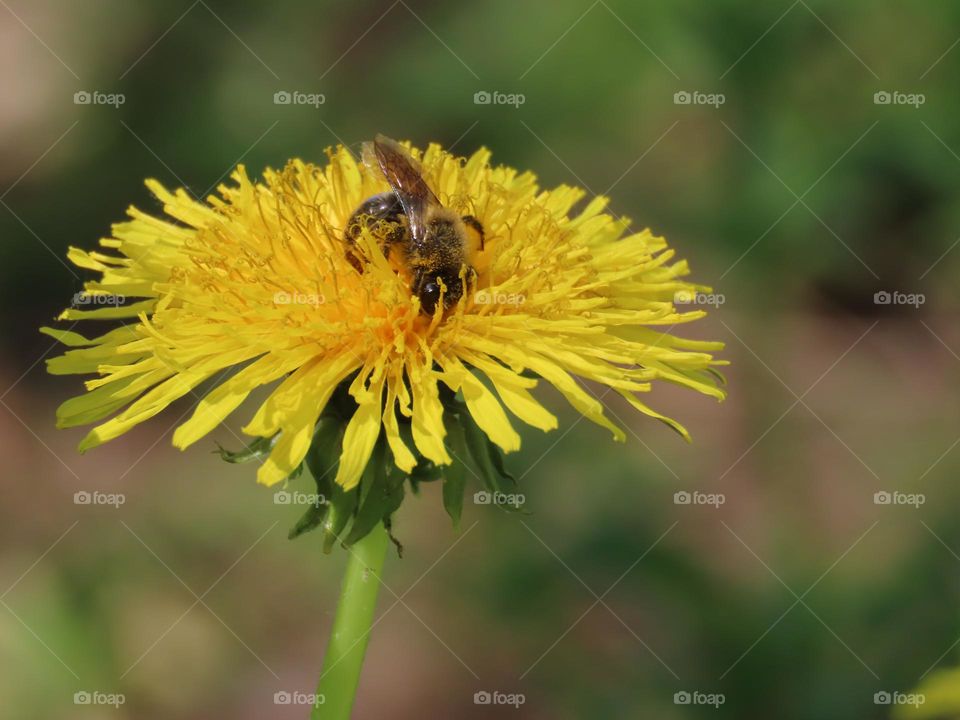Bee on a dandelion
