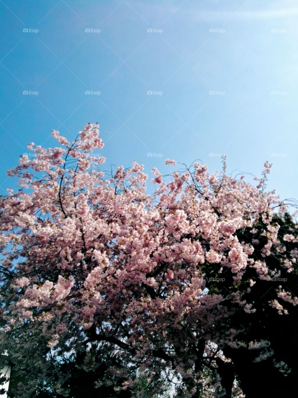 pink cherry tree blooming