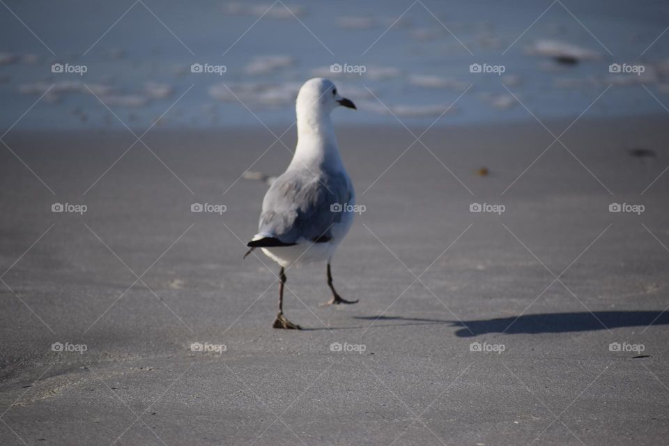 Seagull walking on the beach