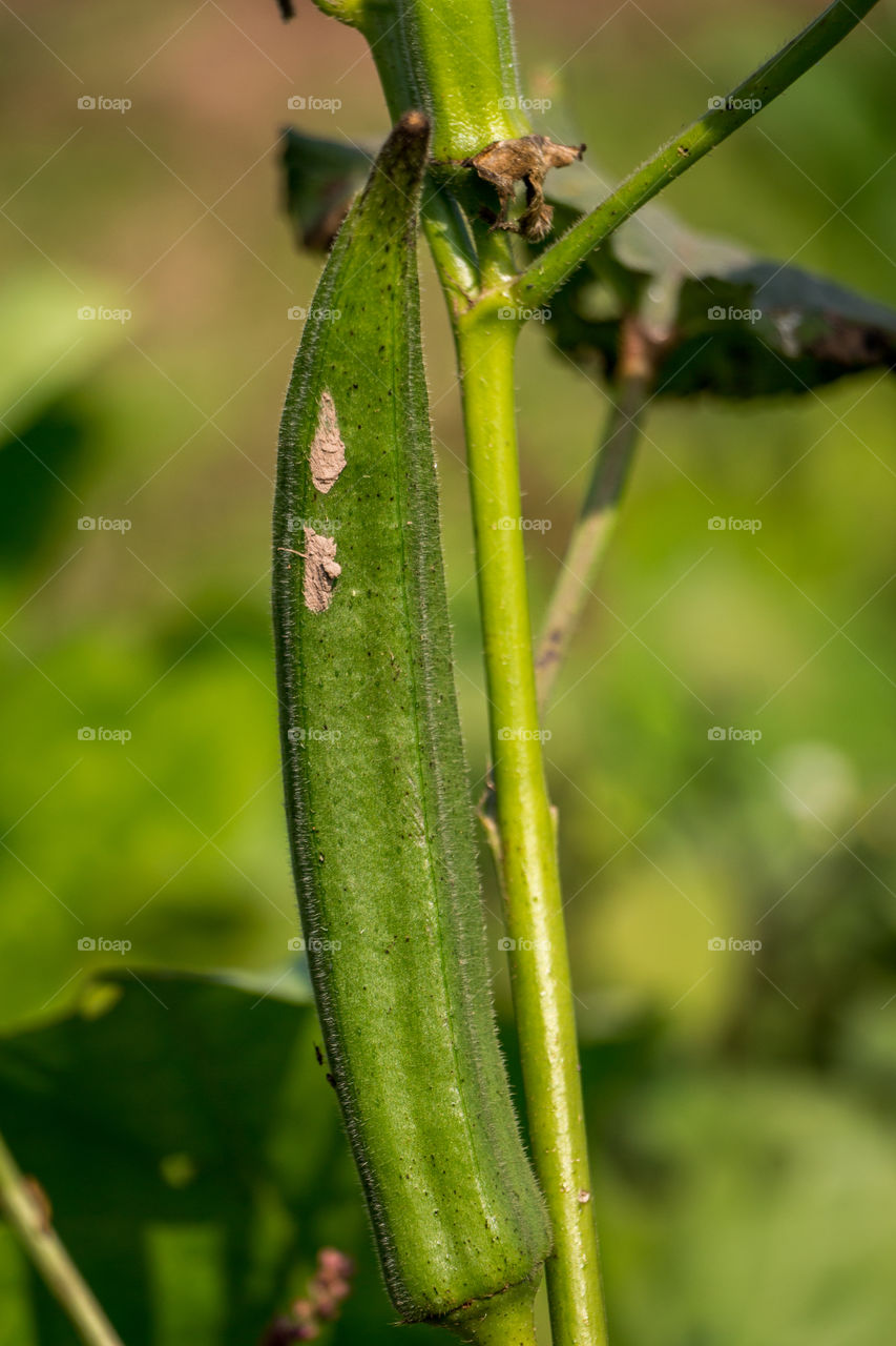 Ladyfinger