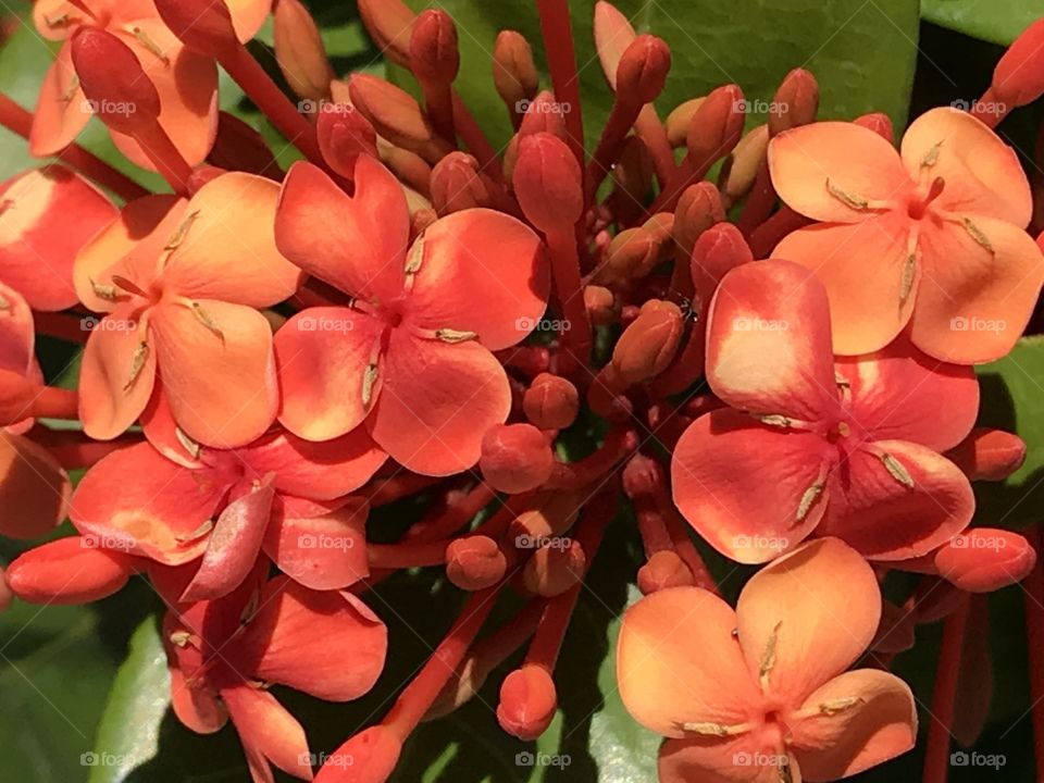 Ixora