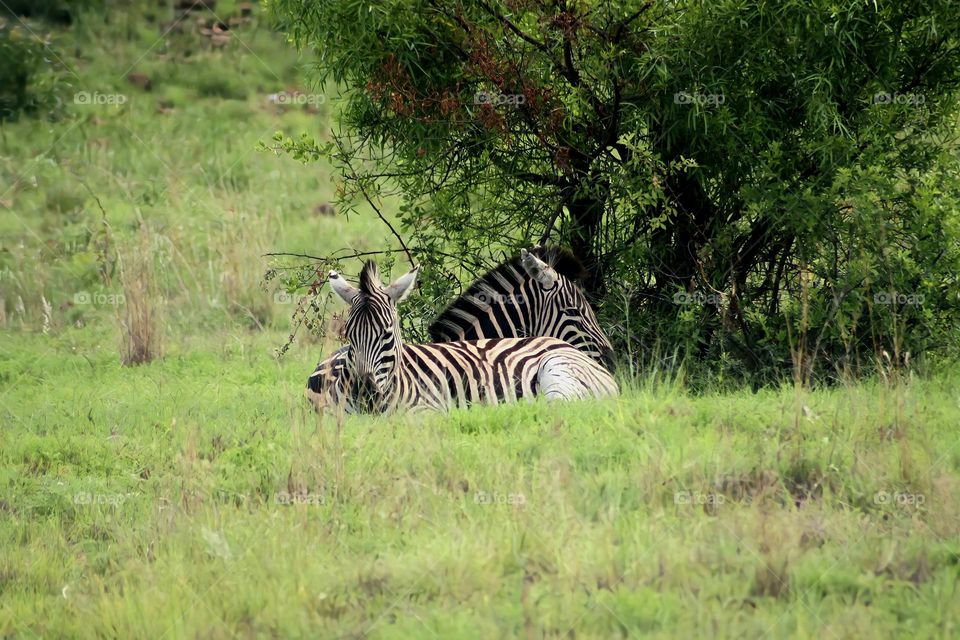 Zebras hiding in the shades from the summer sun in Pilanesberg National Park, South Africa