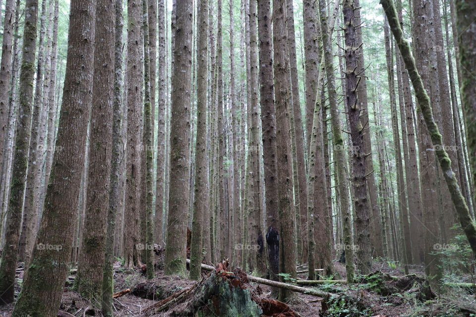 Trunks of tall trees making parallel lines and some fallen trees in the dense woods