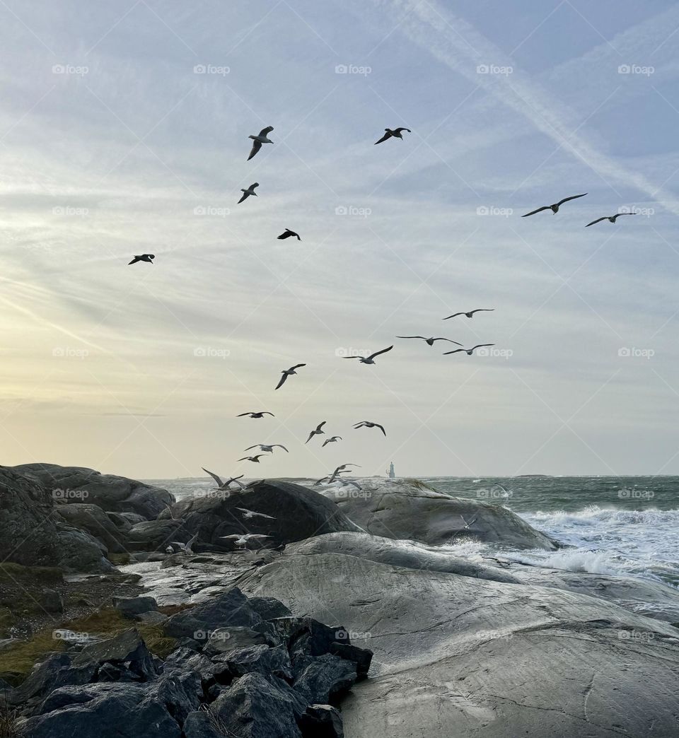 Feeding the seagulls 