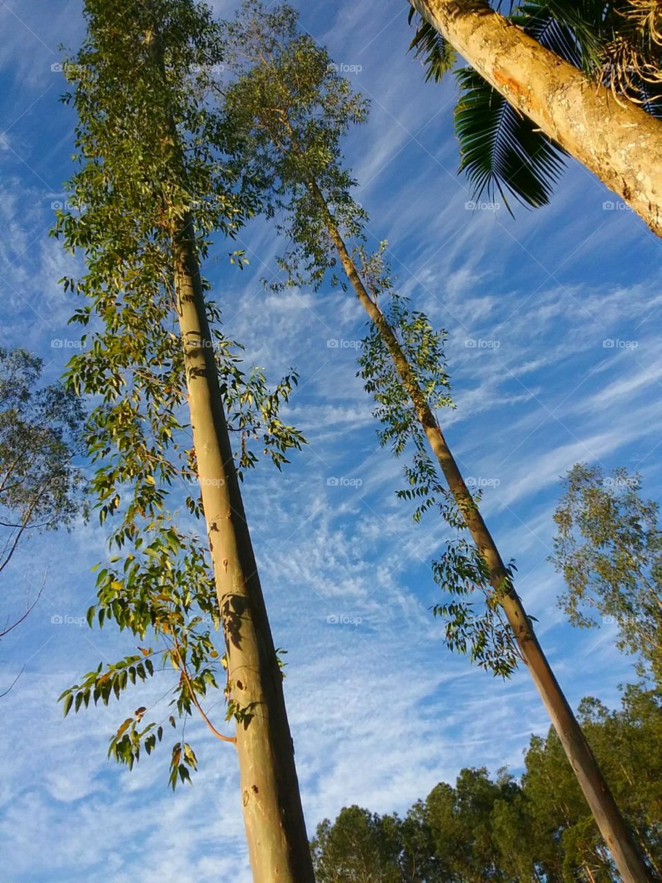 Longos eucaliptos em um ceu azul riscado e mesclado.