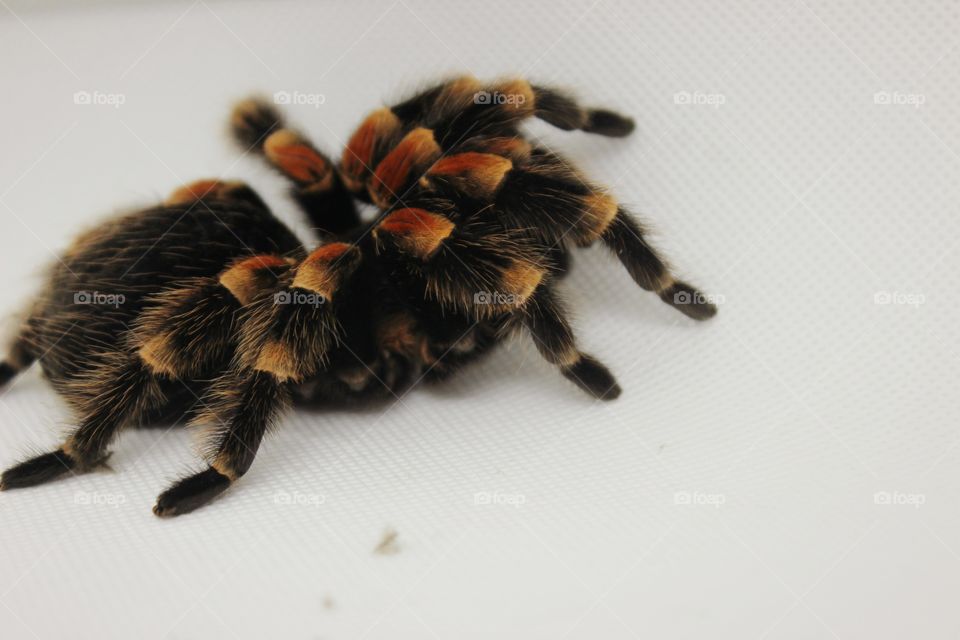 red and black spider on white Background