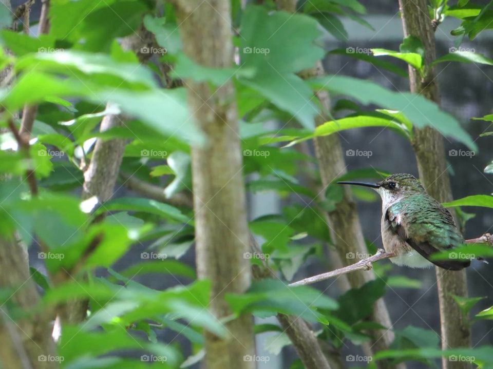 Female ruby throated hummingbird