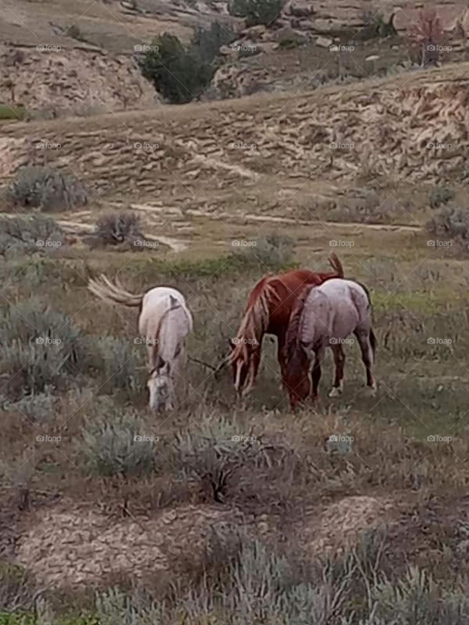 Three Wild Horses