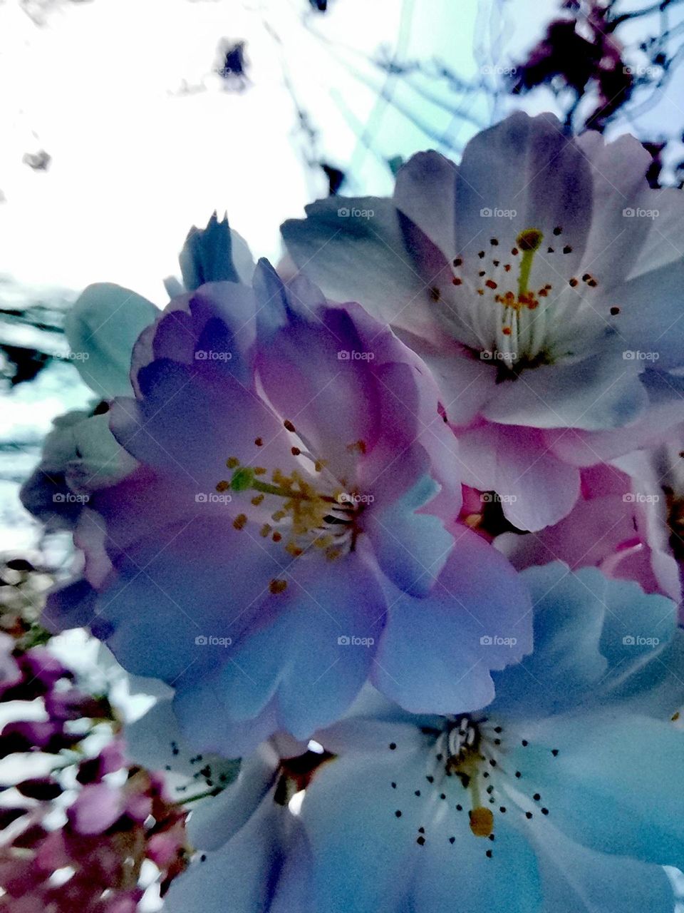 Cherry blossoms with blue and pink shadow effects