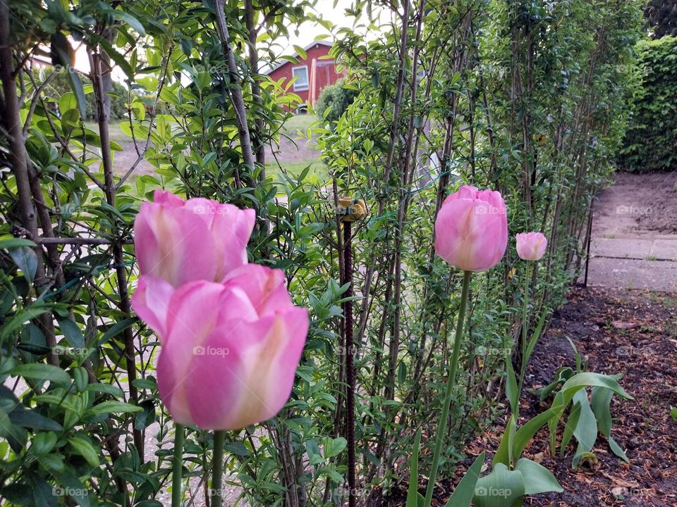 pink tulips